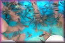Fishmassage